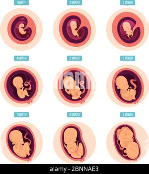 Schwangerschaftsstufen. Menschliche Wachstumsphasen Embryonalentwicklung Eizelligkeit Schwangerschaft Stadien Vektor-Infografik Bilder Stock Vektor