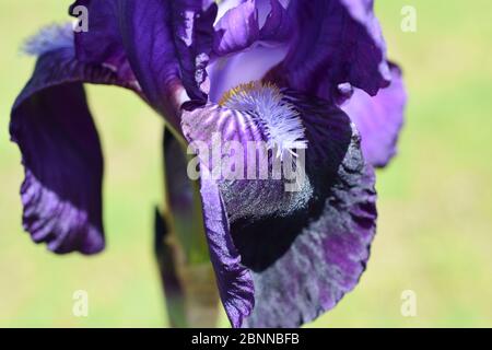 Große dunkelblaue Iris Blume auf einem unscharfen hellgelben und grünen Hintergrund Stockfoto