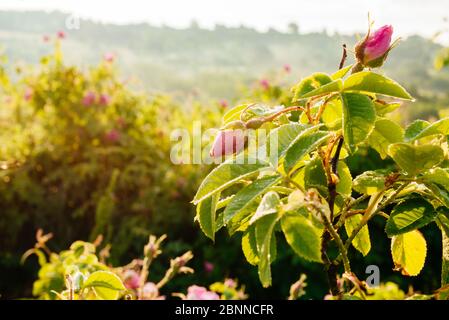 Nahaufnahme einer Damaszenrosen (Rosa damascena) im Tal der Rosen, Bulgarien, Europa Stockfoto