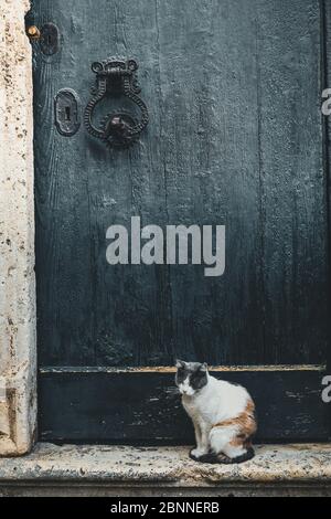 Wilde Katze vor der alten Holztür mit posiert Antiker Klopfer Stockfoto