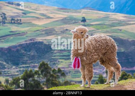 Junge Alpaka im heiligen Tal der Inkas in Peru Stockfoto