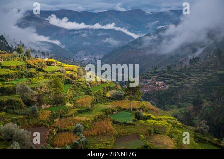 Landwirtschaftlichen Terrassen oben Tarma, Junín, Peru, Südamerika Stockfoto