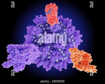 Molekulare Modelle potenzieller Zielpunkte für Medikamente zur Behandlung von Infektionen mit dem SARS-CoV-2-Coronavirus (Zentrum). Sie sind: Spike (S) Protein (unten links) Stockfoto