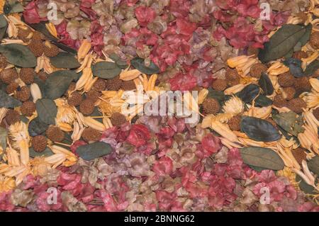 Hintergrundstruktur mit getrockneten Blumen in Pastellfarben Stockfoto