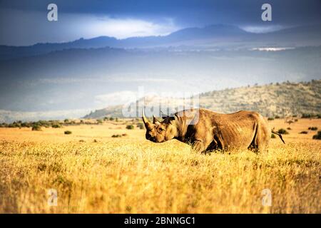 Schwarzes Nashorn in der Nähe des Mt. Kenia bei Sonnenuntergang Stockfoto