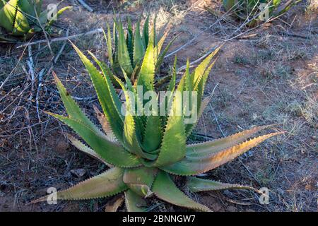 Große Aloe Vera Pflanze Stockfoto