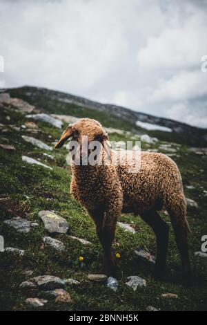 Österreich, Salzburg, Kaprun Hochgebirgsstauseen, Bergwiese, Schafe Stockfoto