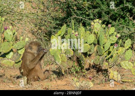 Baby Pavian sitzt in der Nähe von Kaktus Kaktus Kaktus Kaktus Kaktus Kaktus Kaktus und essen die Früchte aus dem Kaktus. Stockfoto