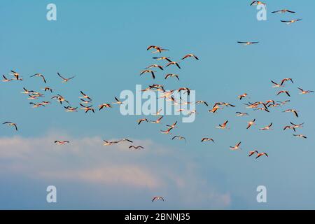 Europäischer Flamingo, großer Flamingo, Phoenicopterus roseus, in Flight, Saintes-Maries-de-la-Mer, Parc naturel regional de Camargue, Languedoc Roussillon, Frankreich Stockfoto