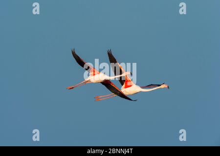 Europäischer Flamingo, großer Flamingo, Phoenicopterus roseus, in Flight, Saintes-Maries-de-la-Mer, Parc naturel régional de Camargue, Languedoc Roussillon, Frankreich Stockfoto