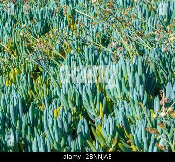 Hintergrundtextur - ein Feld von blauen Finger senecio Pflanzen und Wildblumen Stockfoto