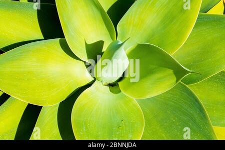 Hintergrund Tapete - Nahaufnahme einer Agave Sukkulenten Pflanze mit Wasserflecken, an einem sonnigen Tag Stockfoto