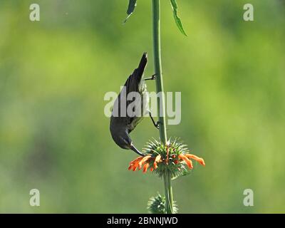 Akrobatikerin Amethyst-Sonnenvogel (Chalcomitra amethystina), die sich am Naivasha-See, Kenia, Afrika, von Nektar der beliebtesten orangen Leotis-Blüten ernährt Stockfoto