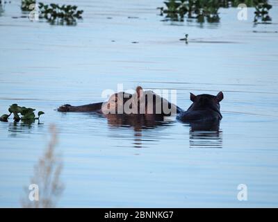 Mutter gewöhnliches Nilpferd (Hippopotamus amphibius) mit ihrem süßen Baby auf dem Rücken in den tropischen Gewässern des Lake Naivasha, Rift Valley Kenia, Afrika Stockfoto