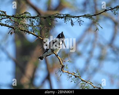 Wachful Pied Kingfisher (Ceryle rudis) Angeln von Barsch auf Gelbfieber Akazie Baum über Wasser des Lake Naivasha, Kenia, Afrika Stockfoto