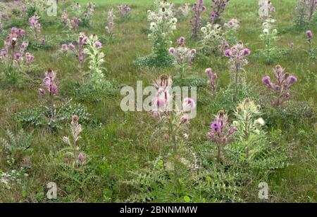 Bunte Disteln der Bulle (oder gelbe Distel) 'Cirsium horridulum Michx', wächst auf Weideflächen. Stockfoto