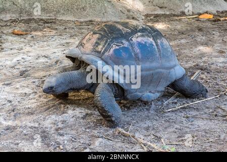 Gehege mit Seychellen Riesenschildkröte, Aldabra Riesenschildkröte (Aldabrachelys gigantea), L'Union Estate Farm, La Digue Island, Seychellen, Stockfoto