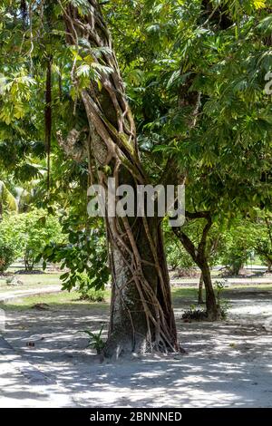 Brotfruchtscheim mit Früchten (Artocarpus altilis), tropische Vegetation auf L'Union Estate Farm, La Digue Island, Seychellen, Stockfoto