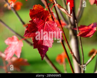 Nahaufnahme eines schönen roten Ahornblattes auf einem Ast im Herbst zeigt Oberflächenstruktur Stockfoto