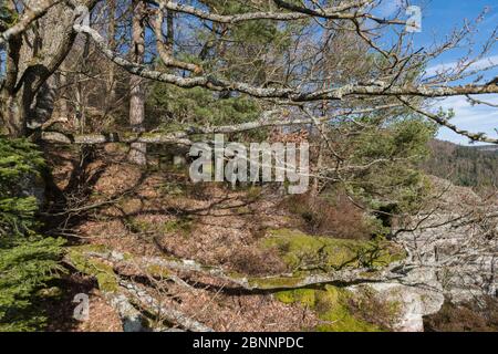 Deutschland, Baden-Württemberg, Calw, Bad Herrenalb, Naturpark Schwarzwald, Naturdenkmal Falkenfelsen Stockfoto