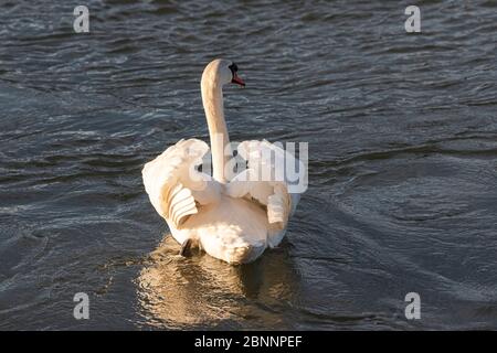 Deutschland, Baden-Württemberg, Karlsruhe, Philippsburg, Schwan am Rhein von hinten Stockfoto