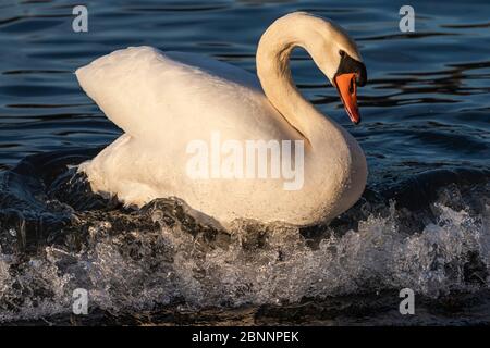 Deutschland, Baden-Württemberg, Karlsruhe, Philippsburg, Schwan auf einer Welle im Rhein Stockfoto