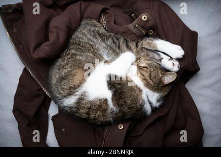 Draufsicht auf eine niedliche tabby weiße britische Kurzhaarkatze, die auf der Jacke des Tierbesitzers schläft Stockfoto