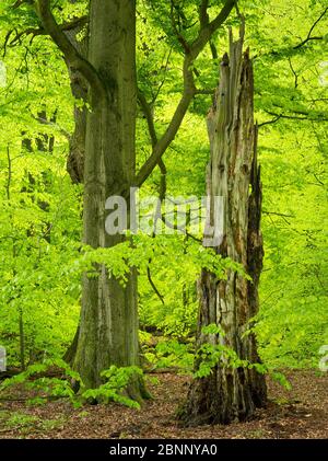 Sababurger Urwald, Reinhardswald, Hessen Stockfoto