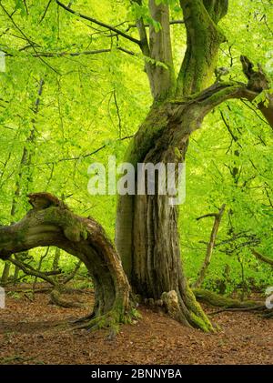 Sababurger Urwald, Reinhardswald, Hessen Stockfoto