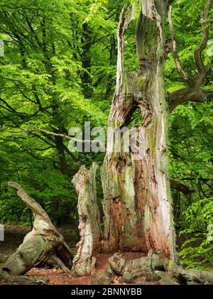 Sababurger Urwald, Reinhardswald, Hessen Stockfoto