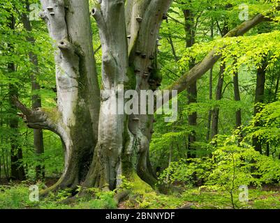 Sababurger Urwald, Reinhardswald, Hessen Stockfoto