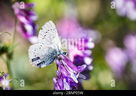 Nahaufnahme von silbernen Blauen (Glaucopsyche lygdamus) Schmetterling mit zerfetzten Flügeln, die sich von einer Vetschblume ernähren; Santa Cruz Berge, Kalifornien Stockfoto