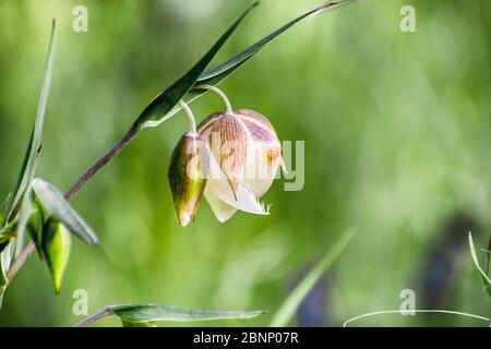 Nahaufnahme PF Fairy Laterne (Calochortus albus) Wildblume blüht in den Wäldern der Santa Cruz Berge, Kalifornien Stockfoto