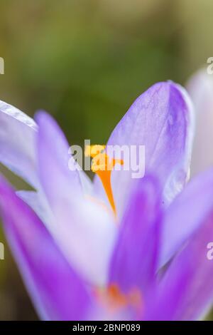 Makroaufnahme eines Krokus (Crocus tommasinianus) Stockfoto