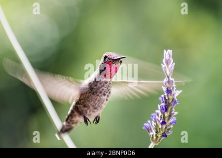 Männchen Anna's Kolibri schwebt neben einer Lavendelblüte; verschwommene Flügel durch hohe Geschwindigkeit; schillernde rötlich-rosa Federn sichtbar auf dem Kopf und Stockfoto