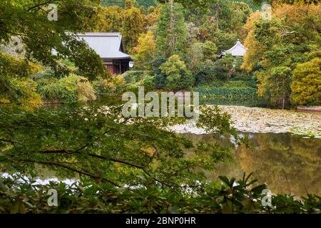 Kyoyoyochi Teich mit Seerosen und Lotusblumen überwuchert. Es wurde als der Wassergarten des Fujiwara-Anwesens entworfen, jetzt ein Ryoan-ji Tempel. Kyoto. Japa Stockfoto