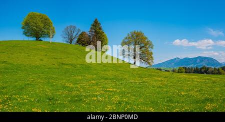 Löwenzahn (Taraxacum sect.Ruderalia) im Frühling, Wiese am Forggensee, Ostallgäu, Allgäu, Bayern, Deutschland, Europa Stockfoto