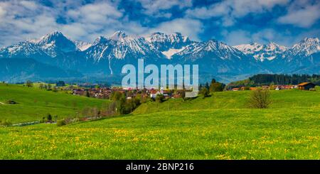 Löwenzahn (Taraxacum sect.Ruderalia) im Frühling, Wiese bei Rieden am Forggensee, Ostallgäu, Allgäu, Bayern, Deutschland, Europa Stockfoto