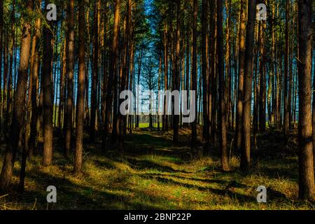 Pinienwald mit Sonnenlicht und Schatten Stockfoto