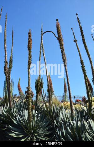Royal Botanic Gardens Victoria - Melbourne Gardens, Australien Stockfoto