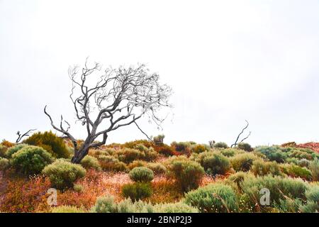 Australien, Tasmanien, South-West National Park Stockfoto