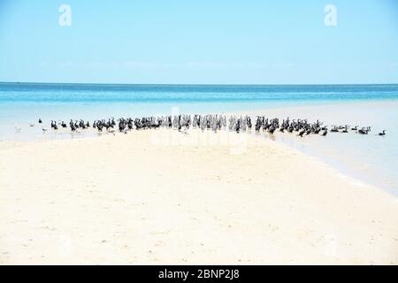 Vögel am Strand, Exmouth, Australien Stockfoto