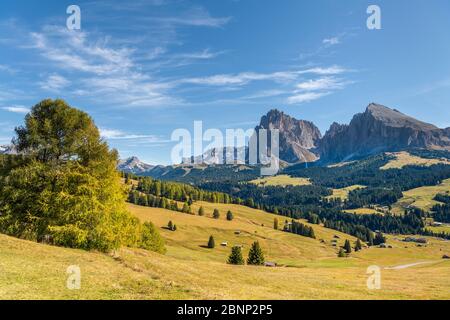 Seiser Alm, Kastelruth, Südtirol, Bozen, Italien, Europa. Herbst auf der Seiser Alm mit Blick auf den Langkofel Stockfoto