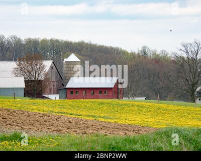 Die sanften Hügel und Amish Communtiy von Holmes County, Ohio USA Stockfoto