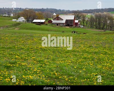 Die sanften Hügel und Amish Communtiy von Holmes County, Ohio USA Stockfoto