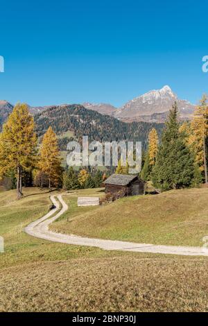 Hochabtei / Alta Badia, Bozen, Südtirol, Italien, Europa. Herbst auf den Armentara-Wiesen mit dem Peitlerkofel im Hintergrund Stockfoto