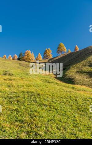 Hochabtei / Alta Badia, Bozen, Südtirol, Italien, Europa. Herbst in den Armentara Wiesen Stockfoto