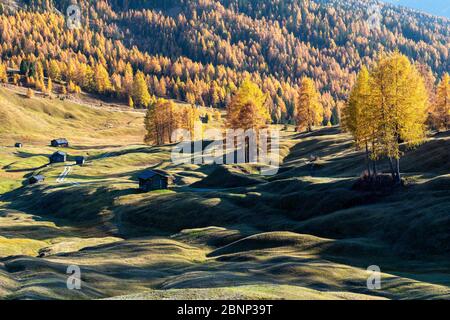 Hochabtei / Alta Badia, Bozen, Südtirol, Italien, Europa. Herbst in den Armentara Wiesen Stockfoto