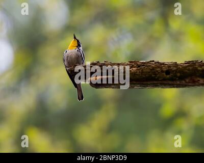 Gelbkehliger Waldläufer, Setophaga dominica, im Wald nahe Tappan Lake Ohio Stockfoto