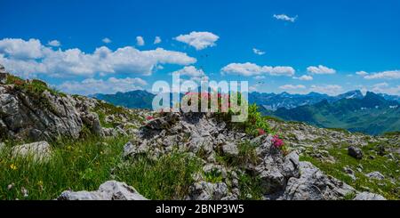 Alpenrosenblüte, Rhododendron, Koblat-Höhenweg am Nebelhorn, hinter dem Hochvogel, 2592m, Allgäuer Alpen, Allgäu, Bayern, Deutschland, Europa Stockfoto